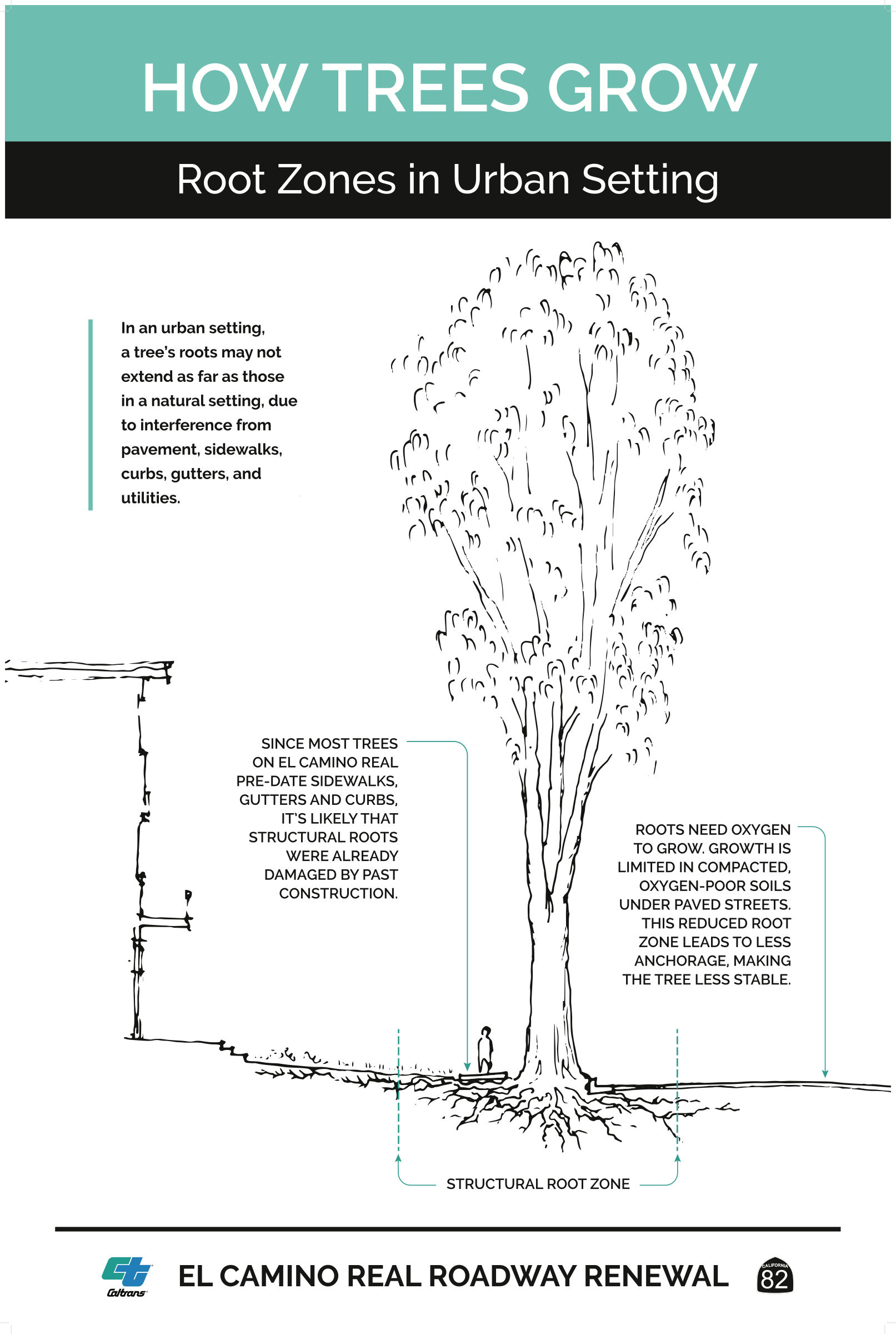 how trees grow - root zones in urban setting