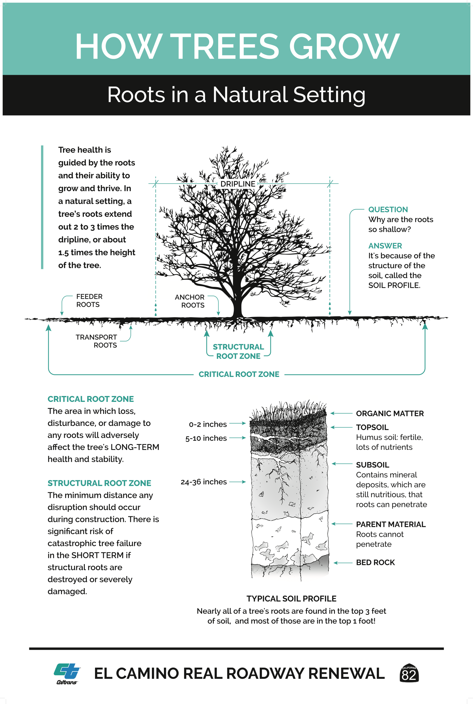 how trees grow - roots in a natural setting